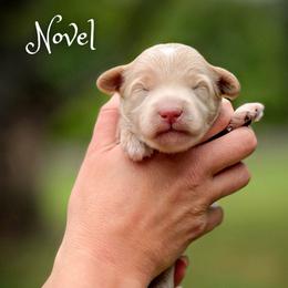Novel - Apricot male Goldendoodle puppy in Cleveland, Tennessee from Edgewater Doodles & Designer Pups