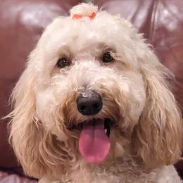 Frieda - Poodle