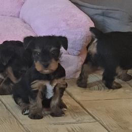 Bella - Black and gold female Yorkshire Terrier puppy in Mountain Grove, Missouri from Precious Puppies