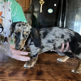 Nyx - Dachshund