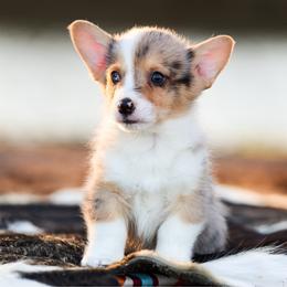 Baloo - 2200 - Blue merle and white male American Corgi puppy in Star City, Arkansas from T4 Farms