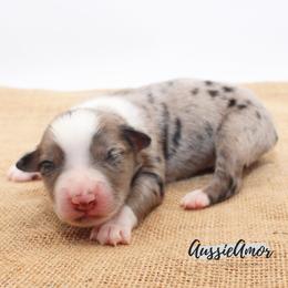 Bi Blue Merle 5 - Blue merle male Miniature Australian Shepherd puppy in Pinehurst, Texas from Aussie Amor