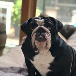 Pearl - Bulldog