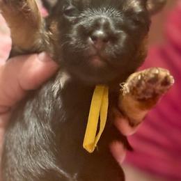 Deina - Black and tan female Yorkshire Terrier puppy in Tangipahoa County, Louisiana from Riche’ Louisiana Yorkies