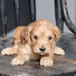 Kit - Cream male Whoodle puppy in West Bend, Iowa from Blue Skies Terriers
