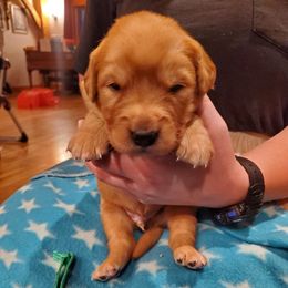 Green - Dark golden male Golden Retriever puppy in Lanesboro, Minnesota from Eagle Ridge Golden Retrievers