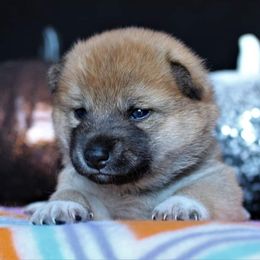 Ariel - Red Shiba Inu puppy in Indiana from Wind Dancer's Shibas