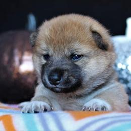 Ariel - Red Shiba Inu puppy in Indiana from Wind Dancer's Shibas