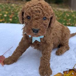 Carl - Red  male Goldendoodle puppy in Mint Hill, North Carolina from DoodleForever