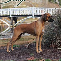 Bango - Rhodesian Ridgeback