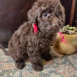 Berry - Chocolate female Labradoodle puppy in Candler, North Carolina from Maple Bakin’ Doodles