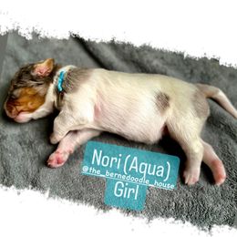 Bernedoodle Puppies from The Bernedoodle House