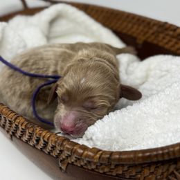 Lovey- Purple - Apricot female Australian Labradoodle puppy in Citrus Heights, California from Elite Blend Labradoodles