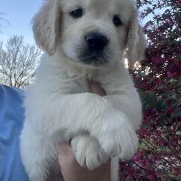 Lime - Light golden male Golden Retriever puppy in Jesup, Georgia from Painted Platinum Retrievers (Painted Platinum Kennel) PPK