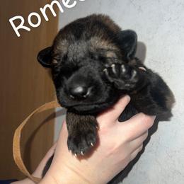 Romeo (brown collar) - Sable male German Shepherd puppy in Winterport, Maine from Vom Stevens Old Fashioned German Shepherds