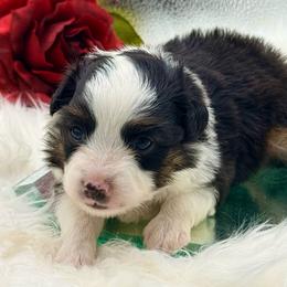 Dandy - Black tri male Toy Australian Shepherd puppy in Blacksburg, South Carolina from Rustic Rose Toy Australian Shepherds