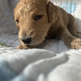 Goldendoodle Puppies from Cassie Farms