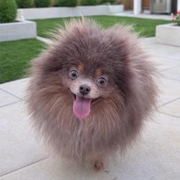 Dior - Lavender female Pomeranian puppy in Menifee, California from Petite Poms Of CA