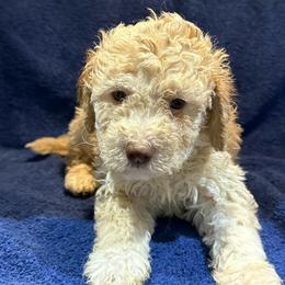 Boy 1 - Orange male Lagotto Romagnolo puppy in Akron, New York from Almar Lagotto