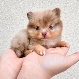 Lux - Chocolate merle male Pomeranian puppy in Menifee, California from Petite Poms Of CA