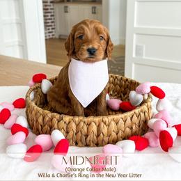 MIDNIGHT - Red  male Goldendoodle puppy in Bell Buckle, Tennessee from Precious Puptown Doodles