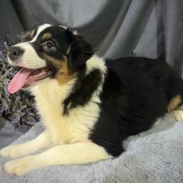 Wanda - Black tri female Miniature American Shepherd puppy in Clinton, Missouri from Mockingbirds American Minis