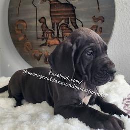 White Collar - Black female Great Dane puppy in Alton, Illinois from Show Me Great Danes and Basset Hounds