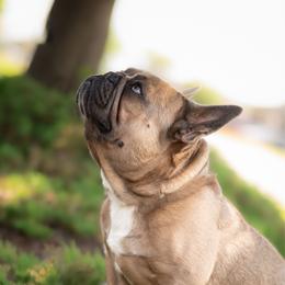 Paxton - French Bulldog