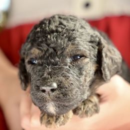 Kringle - Phantom male Poodle puppy in Grimsley, Tennessee from Above Standard Poodles