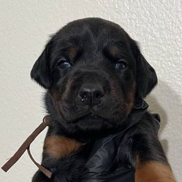 CHIEF - Black and rust male Doberman Pinscher puppy in Newberg, Oregon from De Mata Dobermann Kennel