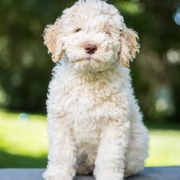 Bambina - Orange Lagotto Romagnolo puppy in Silverton, Oregon from Briarwood Lagotto Romagnolos