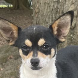 Pavo - Chihuahua