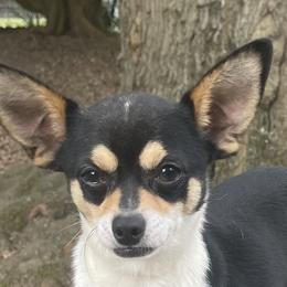 Pavo - Chihuahua
