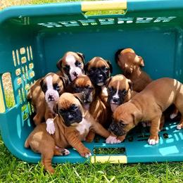 Boxer Puppies from Olde Mill Town Boxers