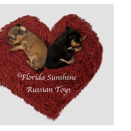 Russian Toys from FLORIDA SUNSHINE RUSSIAN TOYS