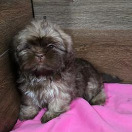 Trixy Girl 1 - Liver female Shih Tzu puppy in Meadows Of Dan, Virginia from Walt’s Shih Tzus