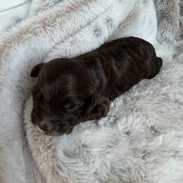 Chocolate Boy - Brown and white male Cockapoo puppy in Fort Gibson, Oklahoma from Waggle Doodles