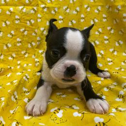 Owen - Black and white male Boston Terrier puppy in Fillmore, Illinois from Wind Hill Puppies