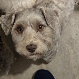 Maggie - Havanese