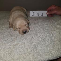 Boy 3 - Yellow male Labrador Retriever puppy in Hebron, Kentucky from Top Notches Labrador Retrievers