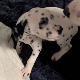 Boy 6 Metabo Mint Green Collar - White and black male Dalmatian puppy in Sebring, Florida from God It Covered In Spots Dalmatians