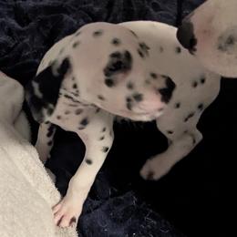 Boy 6 Metabo Mint Green Collar - White and black male Dalmatian puppy in Sebring, Florida from God It Covered In Spots Dalmatians