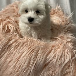 Maltese puppies from Lil Lap Warmers