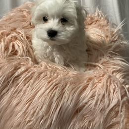 Maltese puppies from Lil Lap Warmers