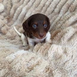 Tank - Piebald male Dachshund puppy in North Fort Myers, Florida from Trust Fund Devil Kennel