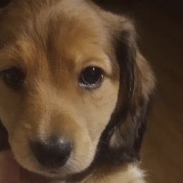 Companion Crosses and Dachshunds from LowRider Kennels