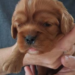 AKC Dianna - Ruby female Cavalier King Charles Spaniel puppy in Moscow Mills, Missouri from Cavaliers King Charles Spaniels at Carmen Acres Farm