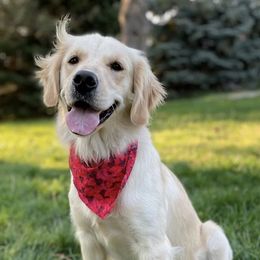 Goldendoodles and Poodles from Oodles of Puppy Love