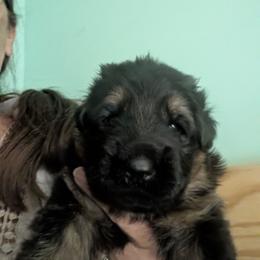 Brown - Black and red male German Shepherd puppy in Stuarts Draft, Virginia from Shengulli Shepherds