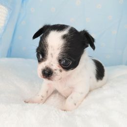 Boy1 - Black and white male Chihuahua puppy in Alaska from Snowy Mountains Chihuahua